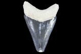 Serrated, Bone Valley Megalodon Tooth - Florida #99867-1